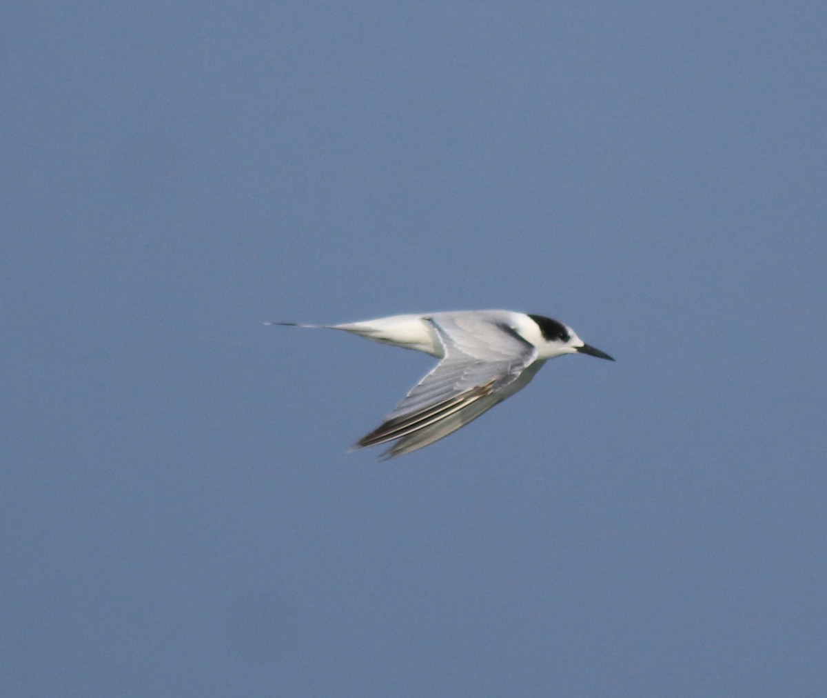 Common Tern - Afsar Nayakkan