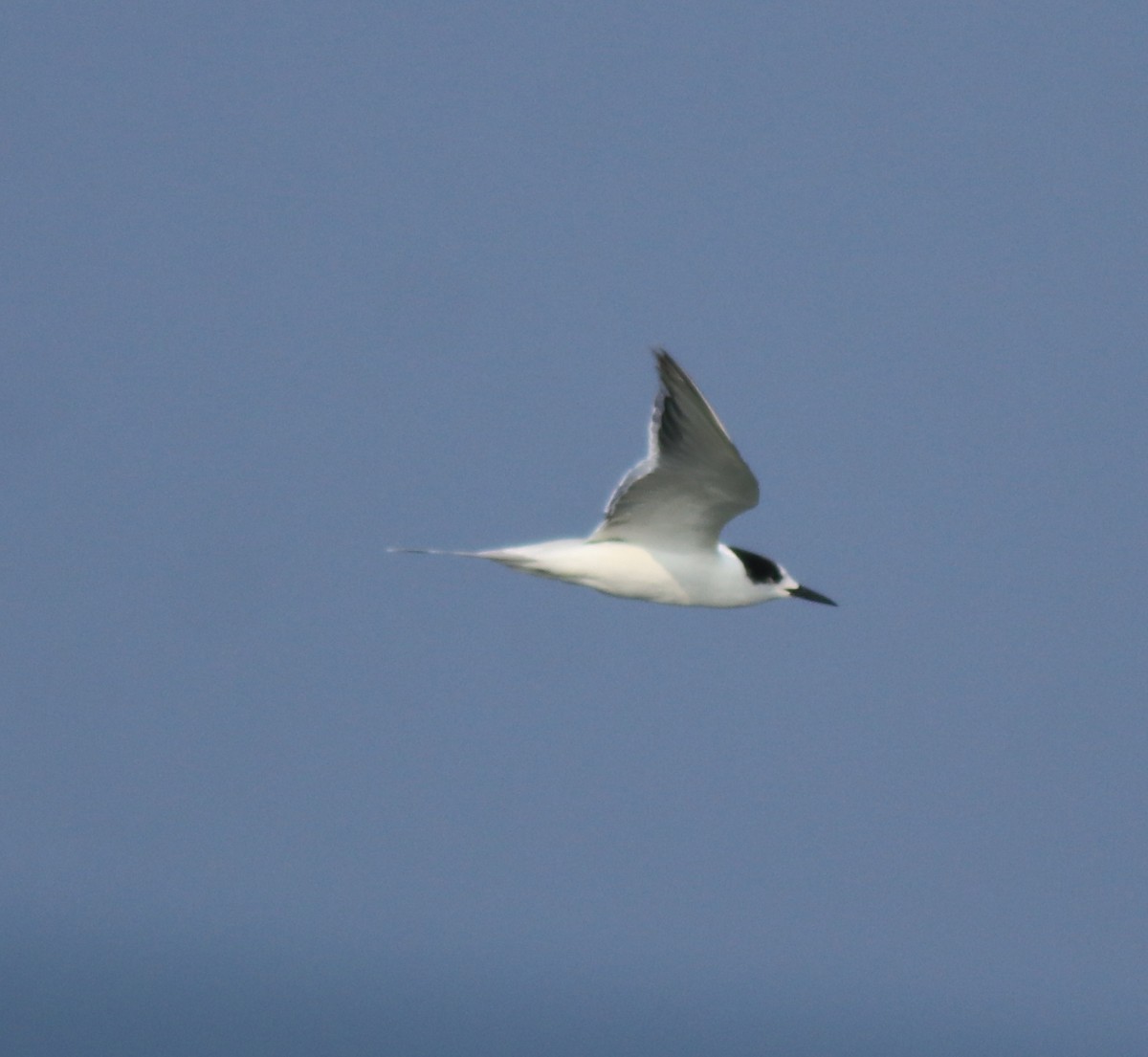 Common Tern - Afsar Nayakkan