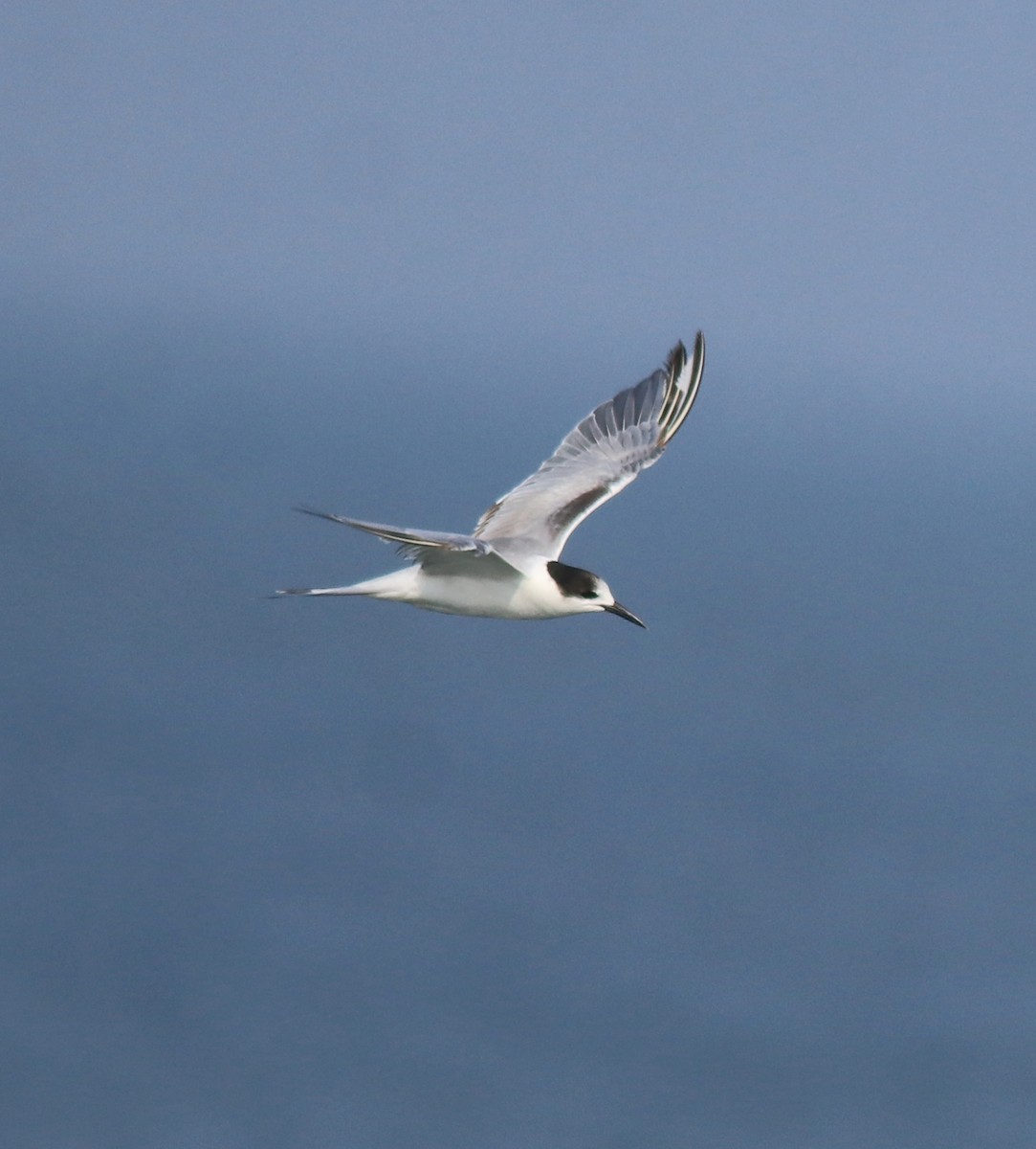 Common Tern - Afsar Nayakkan