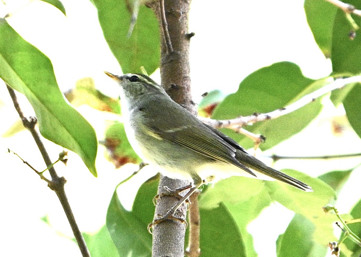 Two-barred Warbler - ML618486524