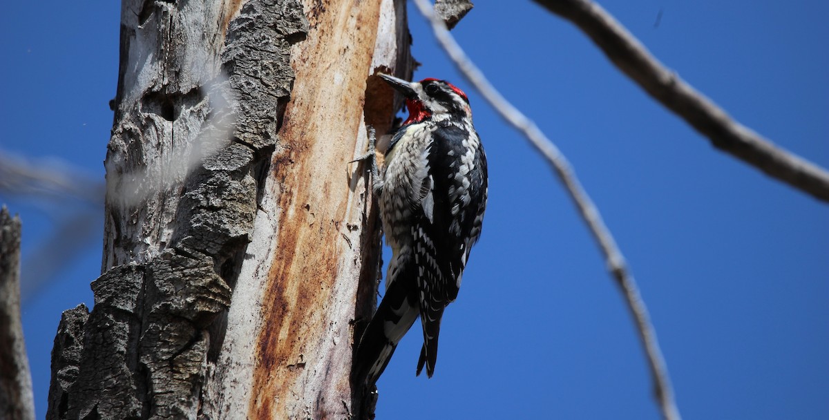 Yellow-bellied/Red-naped Sapsucker - ML618486549