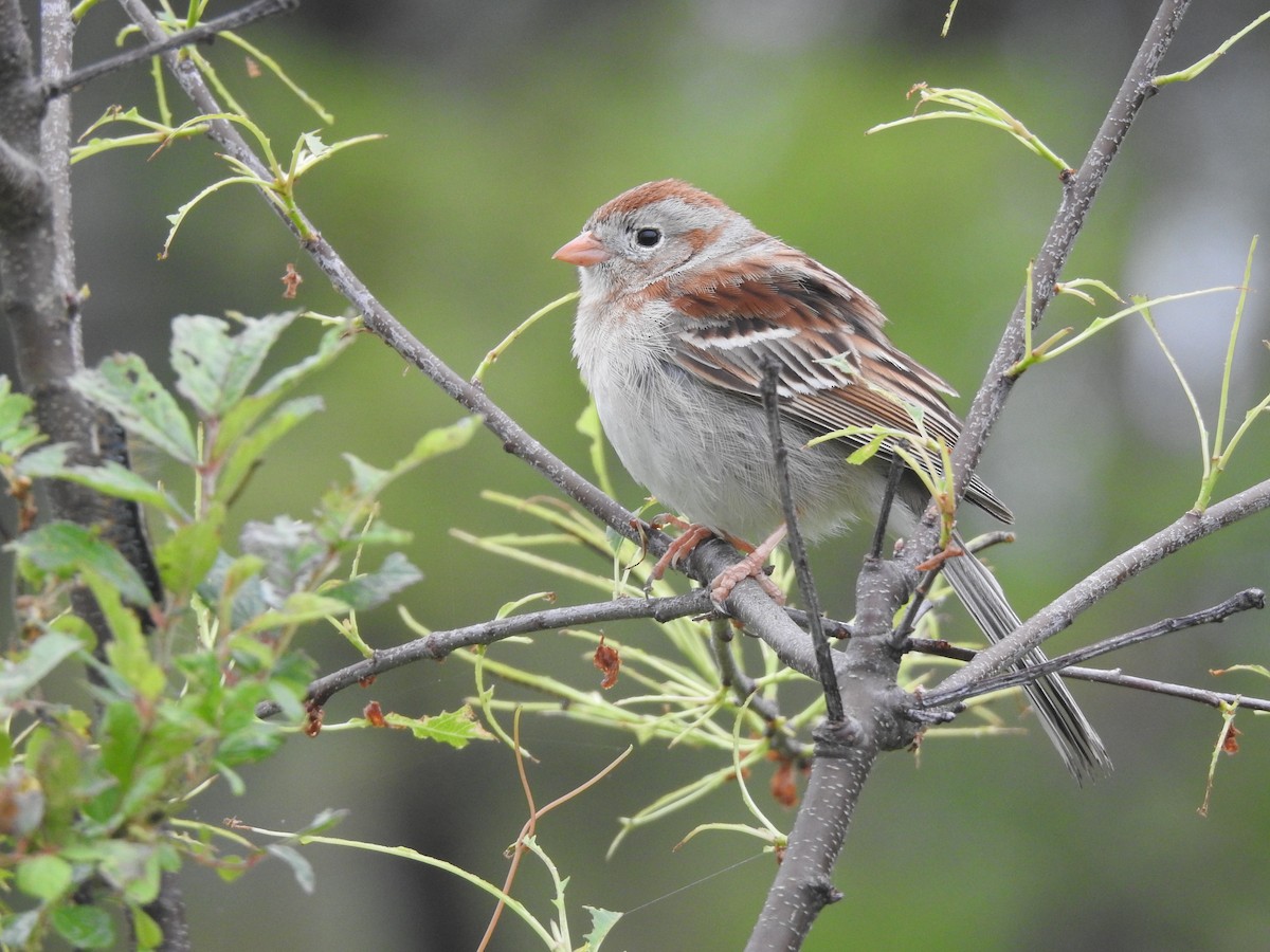 Field Sparrow - Caleb Morillo