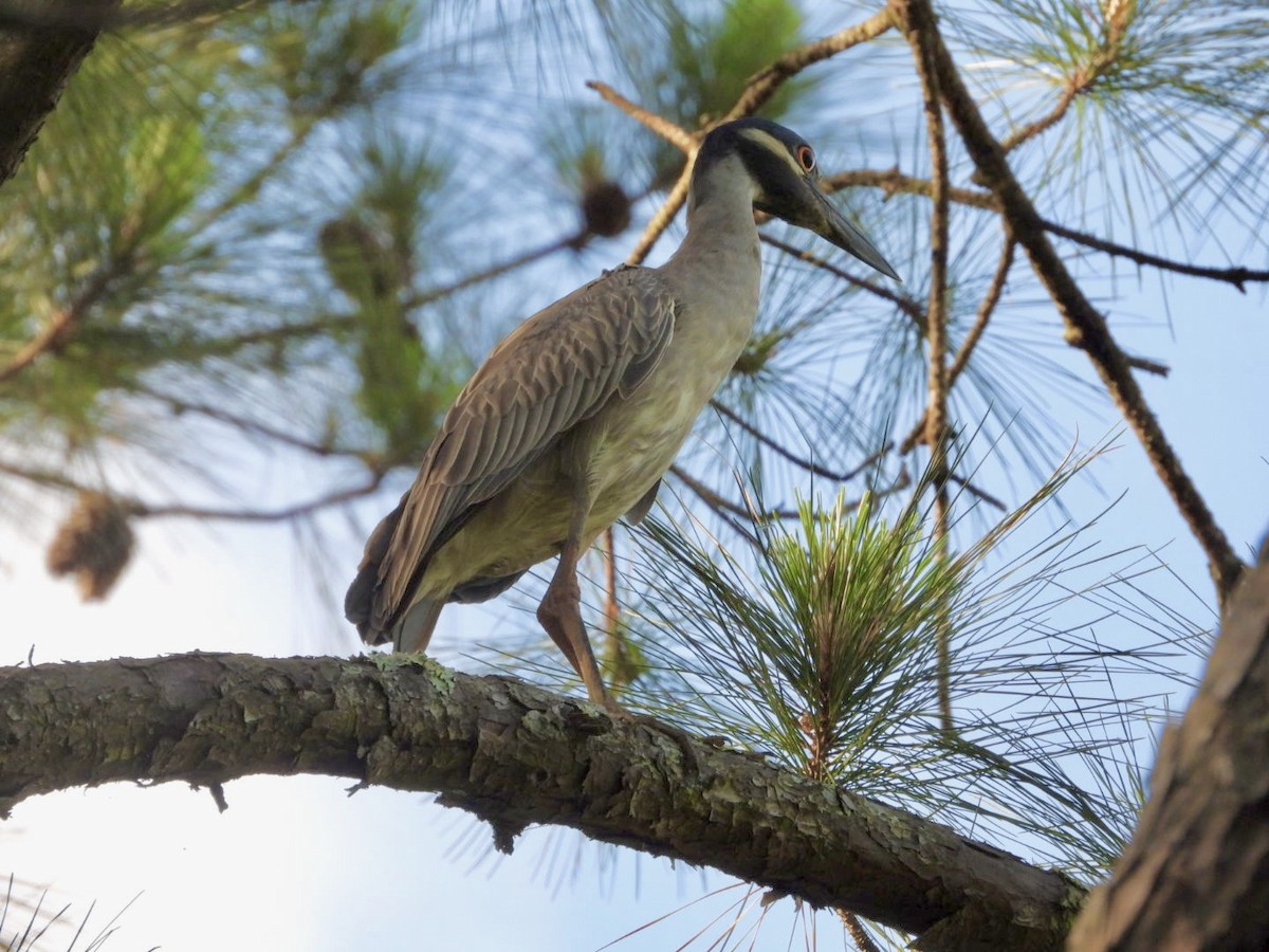 Yellow-crowned Night Heron - ML618486569