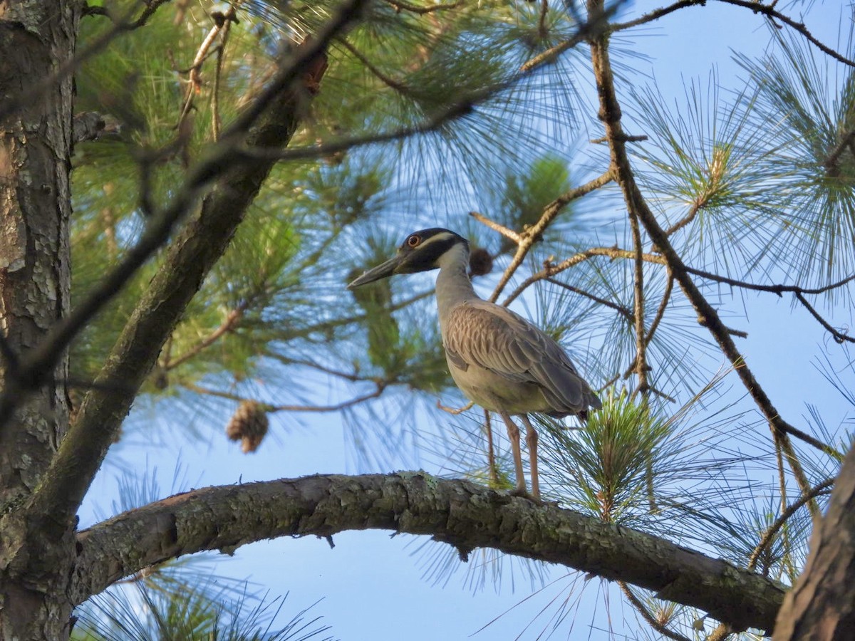 Yellow-crowned Night Heron - ML618486570