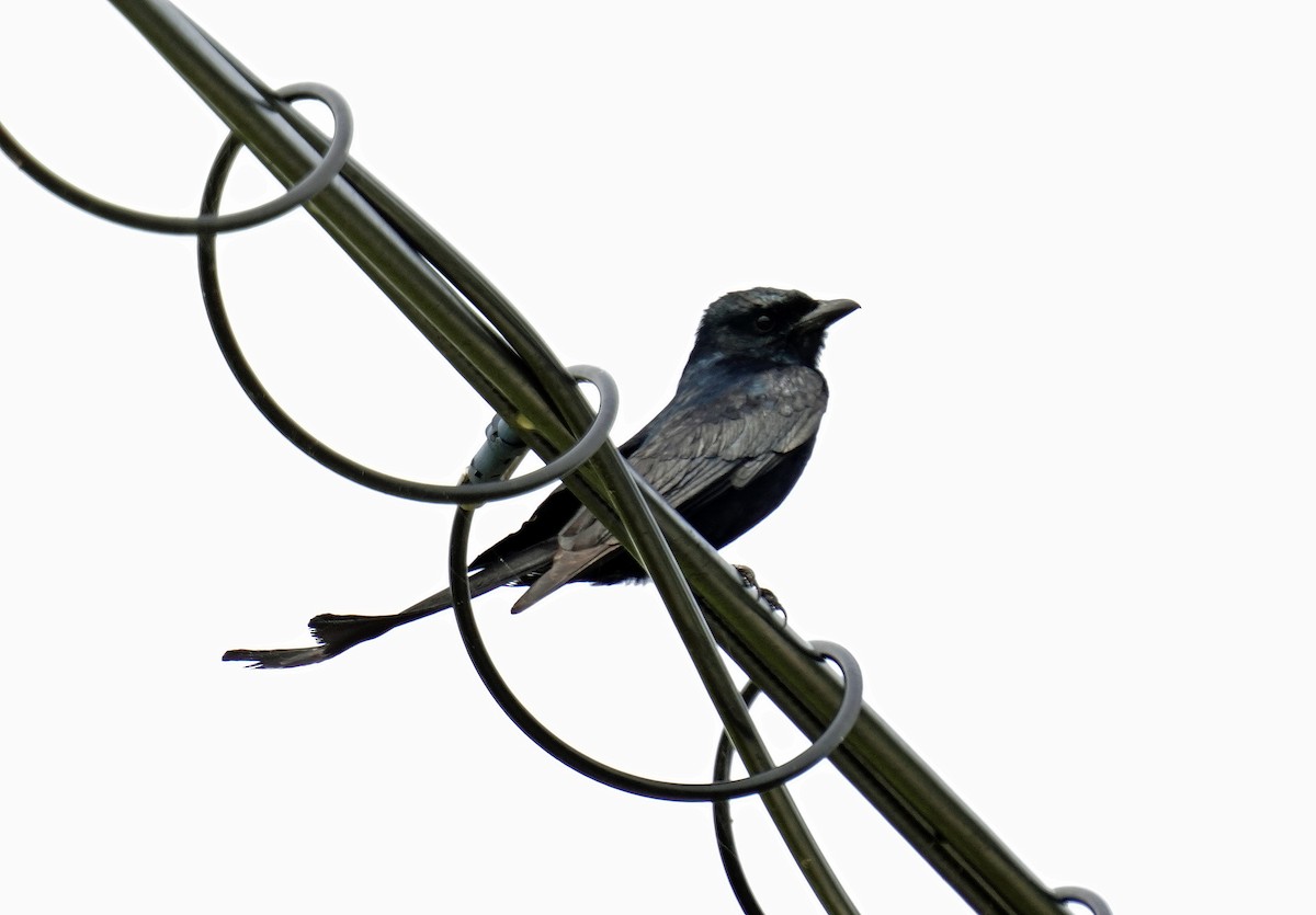 svartdrongo - ML618486578