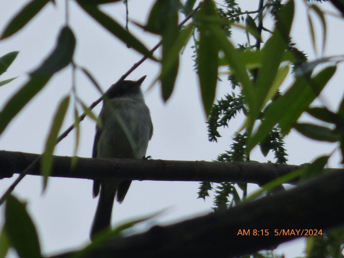 Least Flycatcher - ML618486581