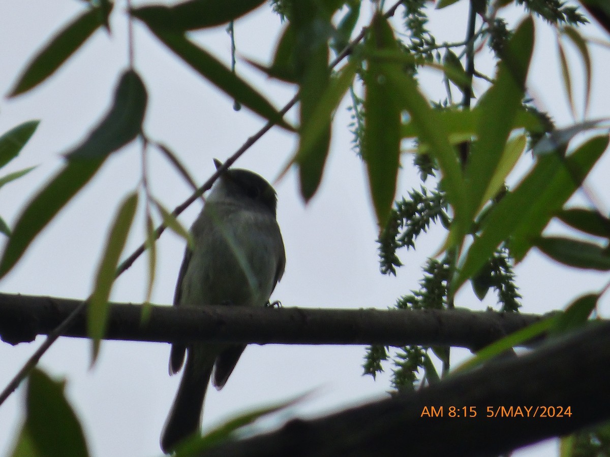 Least Flycatcher - ML618486582