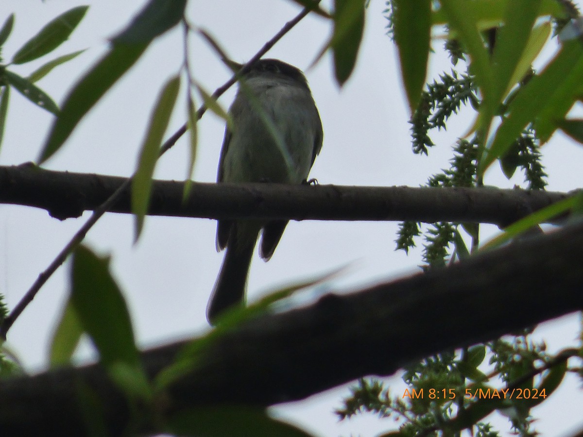 Least Flycatcher - Tim Kalbach