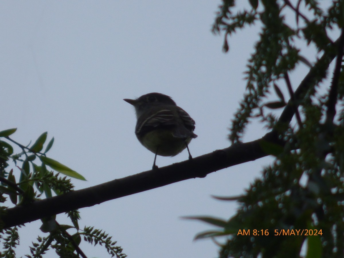 Least Flycatcher - ML618486584