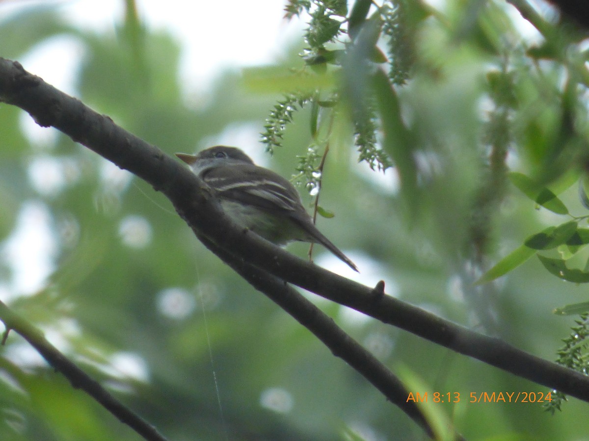 Least Flycatcher - ML618486586