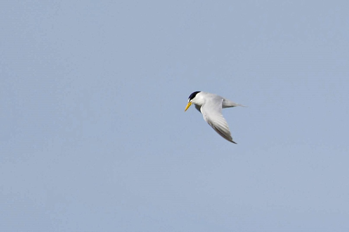 Yellow-billed Tern - Marcelo Cuadrado