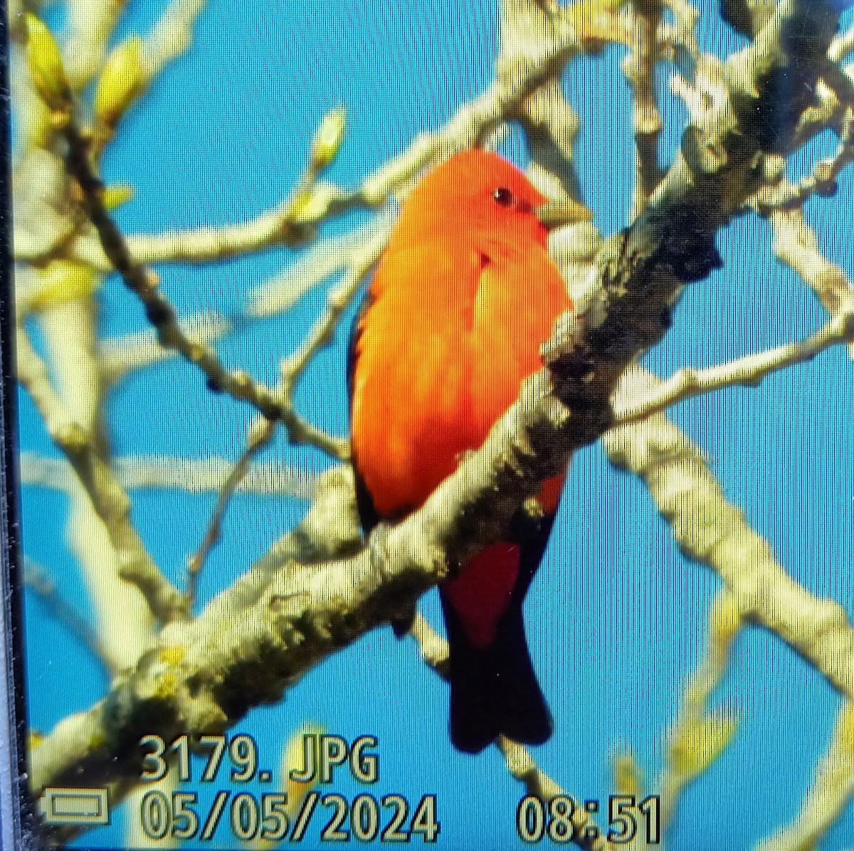 Scarlet Tanager - ML618486619