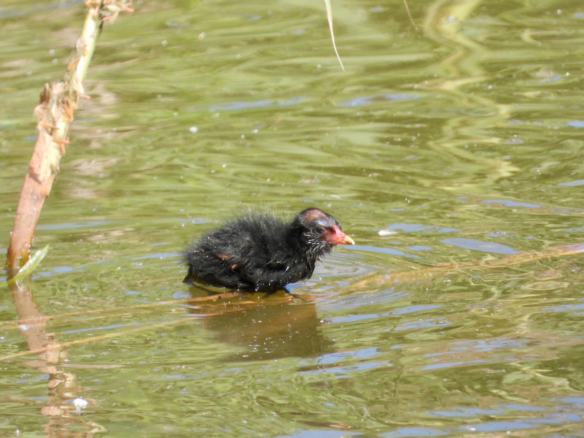 Eurasian Moorhen - ML618486646