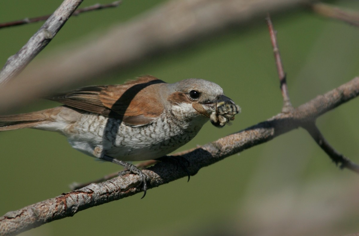 Red-backed Shrike - Andrey Mikhaylov