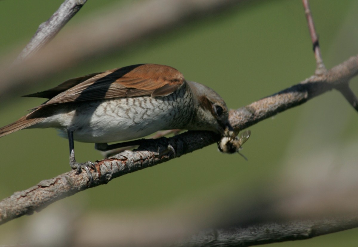 Red-backed Shrike - Andrey Mikhaylov