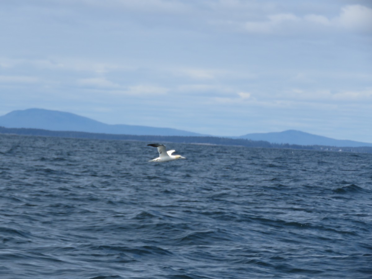 Northern Gannet - ML618486675