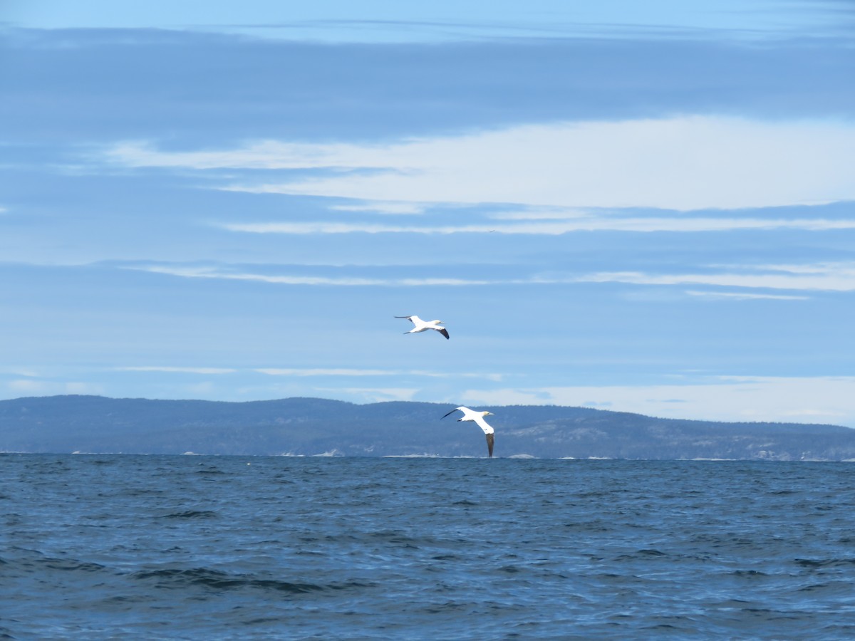 Northern Gannet - ML618486676