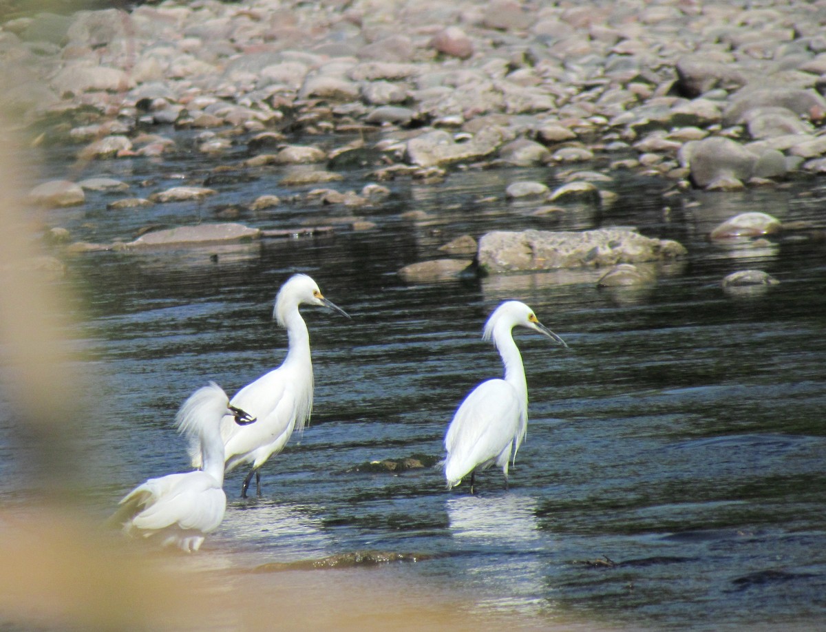 Snowy Egret - ML618486678