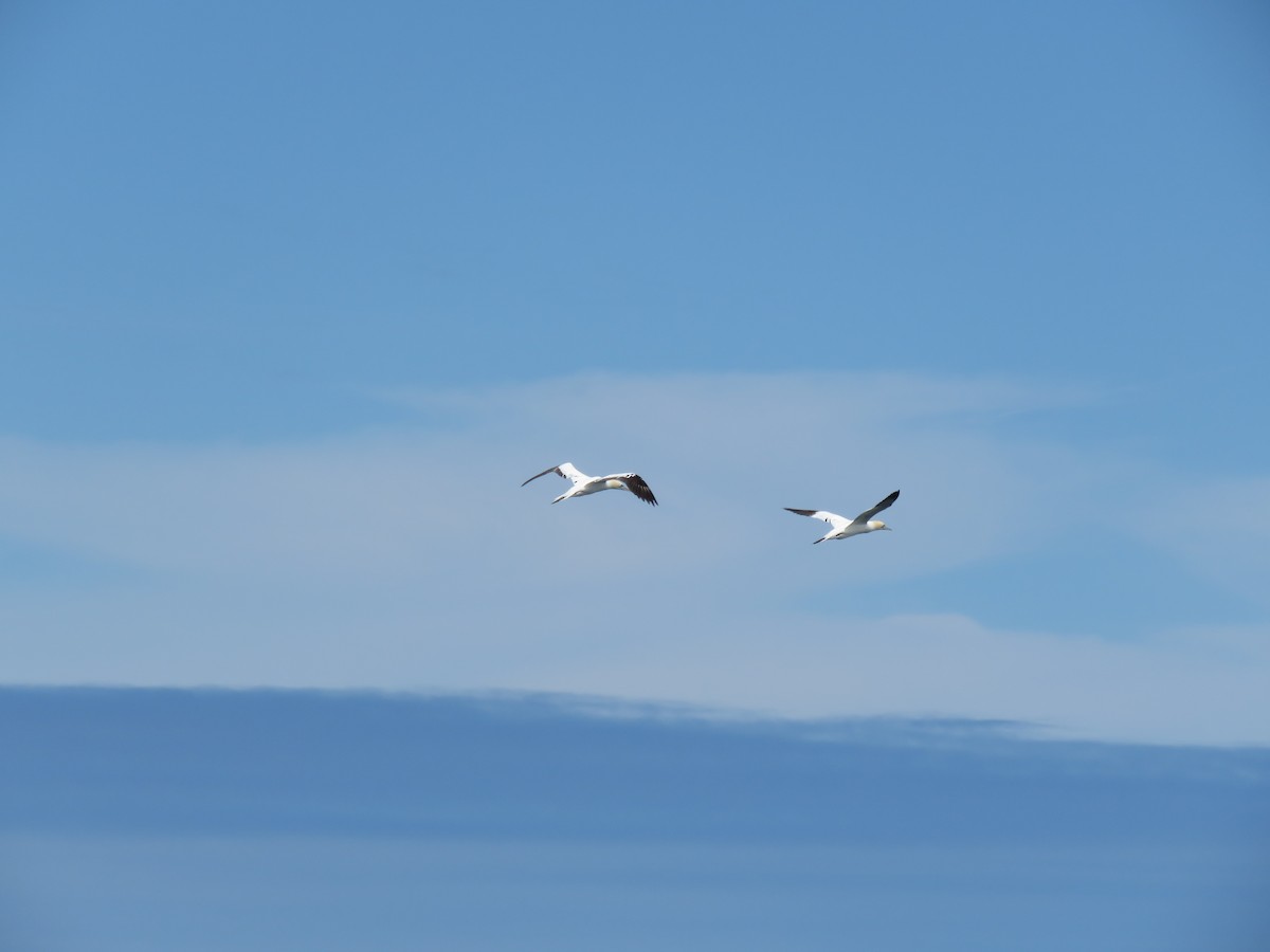 Northern Gannet - ML618486681