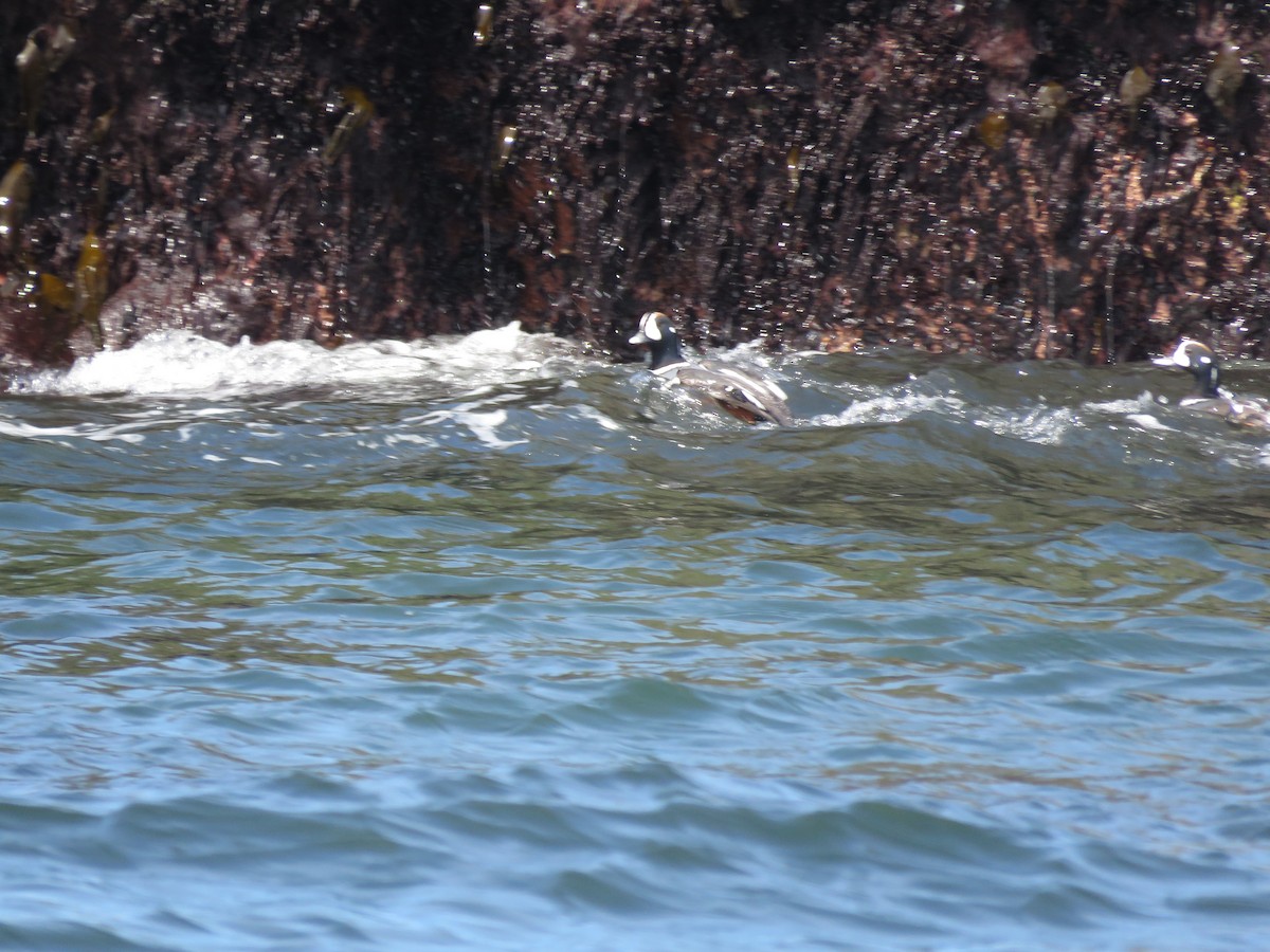 Harlequin Duck - ML618486700