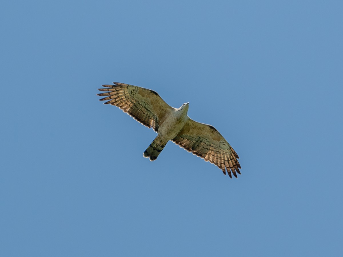 Oriental Honey-buzzard - Takashi Miki