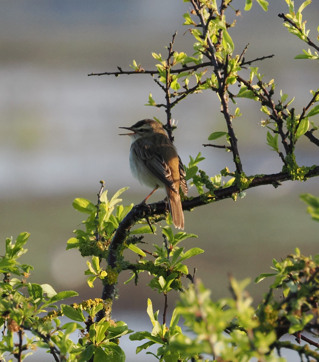 Sedge Warbler - Simon  Allen