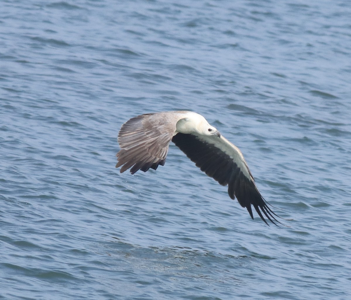 White-bellied Sea-Eagle - Afsar Nayakkan