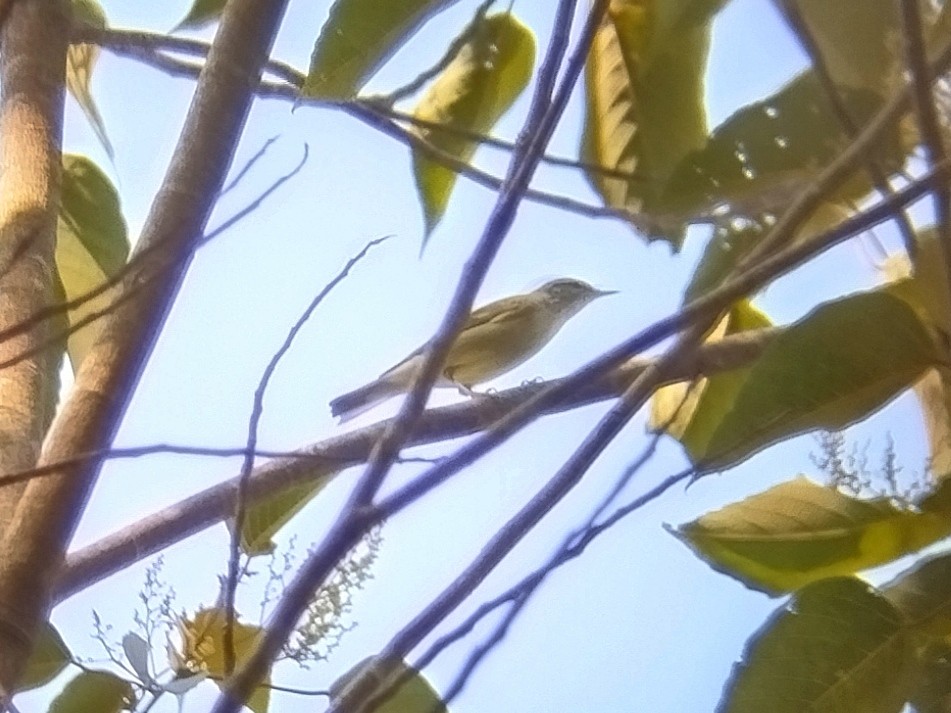 Arctic Warbler - Lars Mannzen