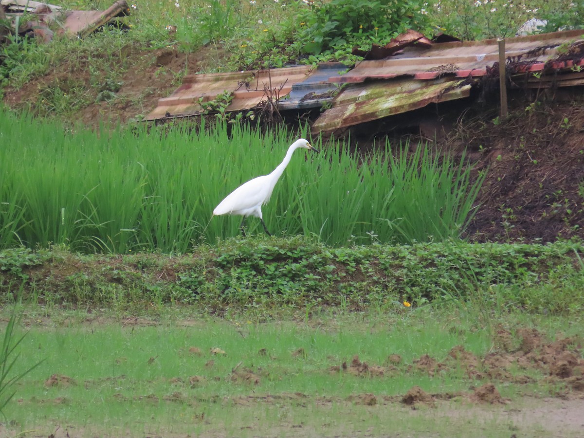 Medium Egret - 韋勳 陳