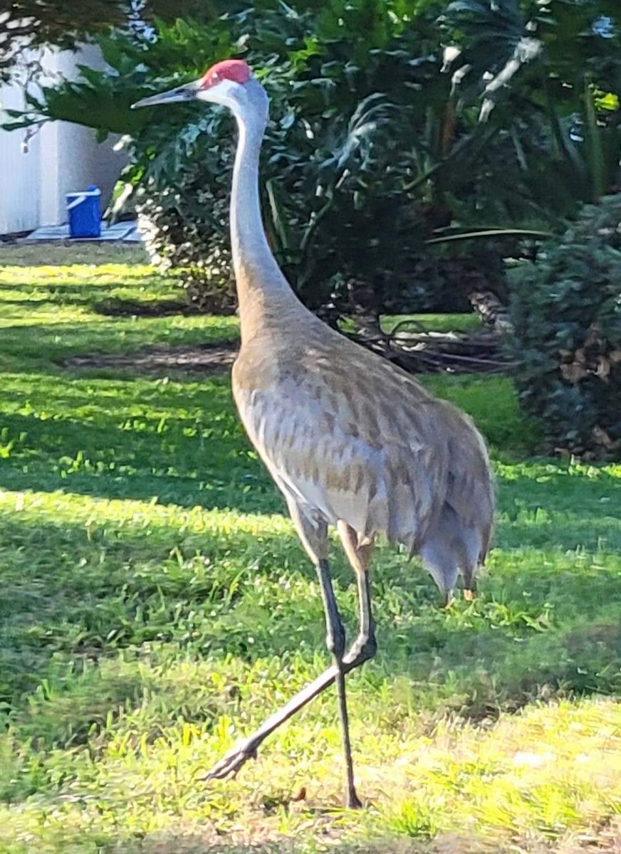 Sandhill Crane - Michael Stack