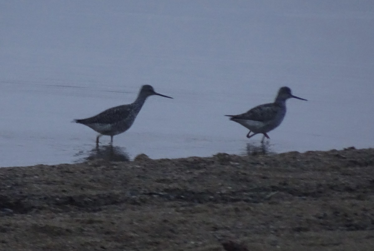 Greater Yellowlegs - ML618486802