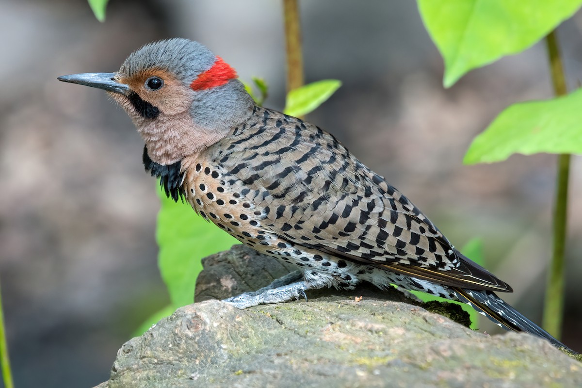 Northern Flicker - Bradley Kane