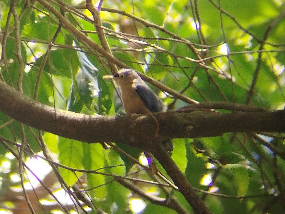 Sulphur-billed Nuthatch - Lars Mannzen