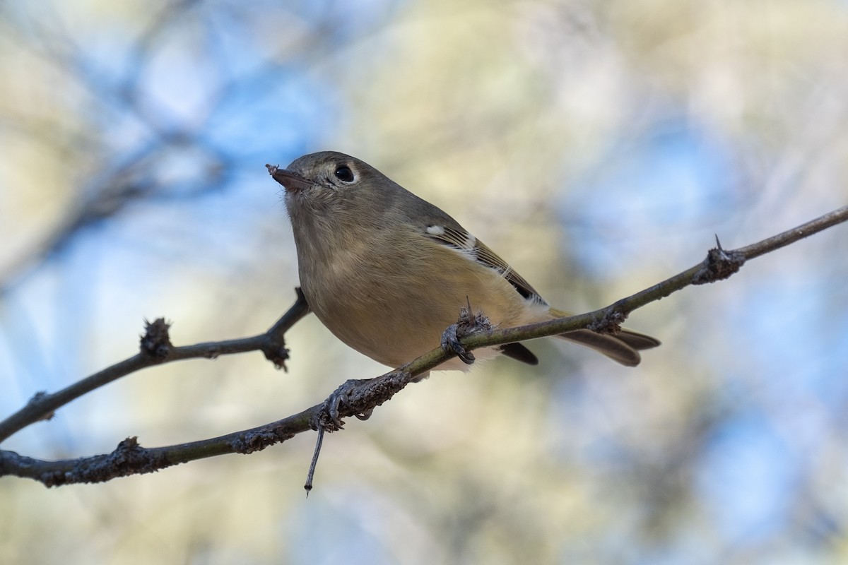 Hutton's Vireo - Tim Horvath