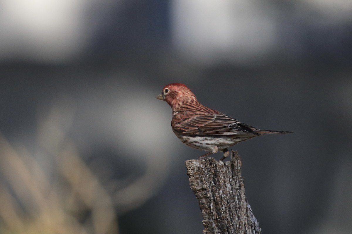 Cassin's Finch - ML618486831