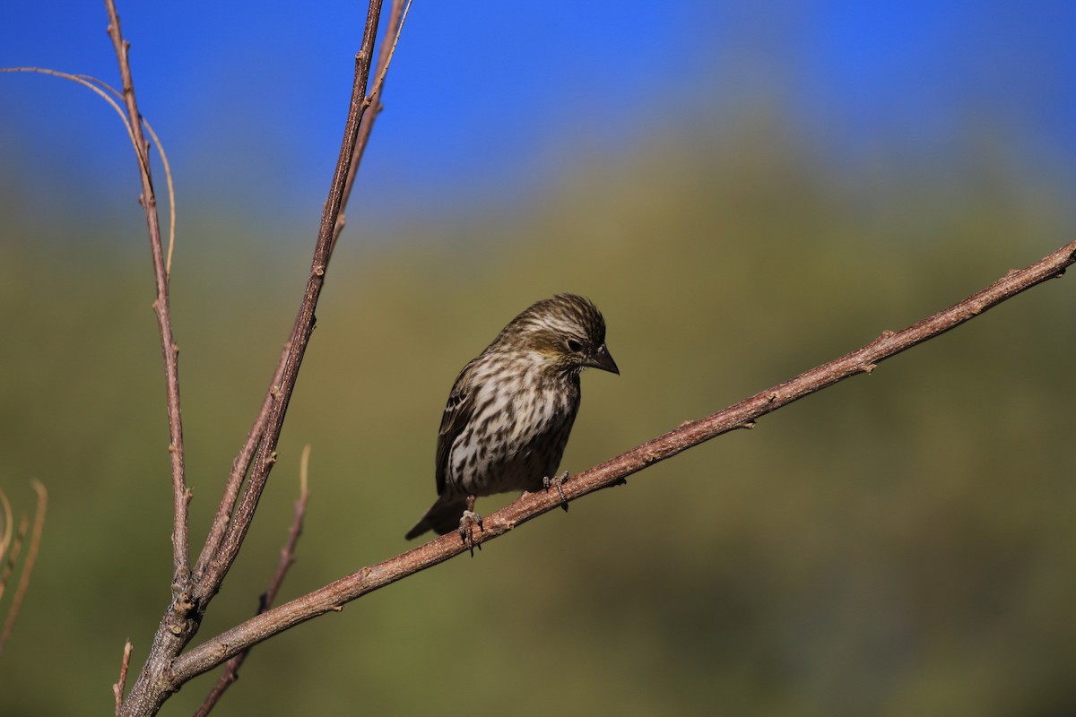 Cassin's Finch - ML618486833