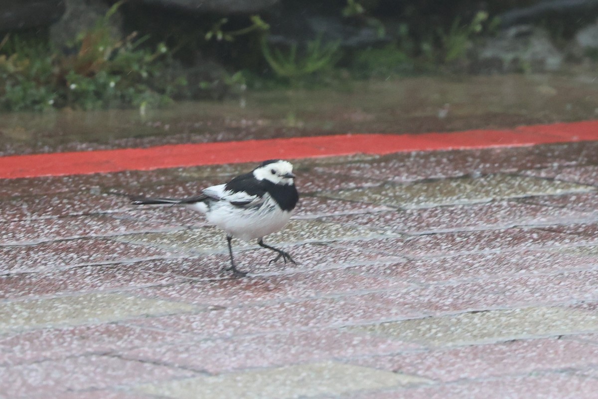 Lavandera Blanca (leucopsis) - ML618486840