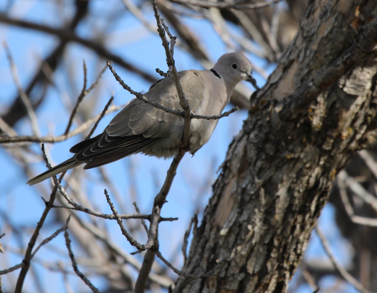 灰斑鳩 - ML618486847