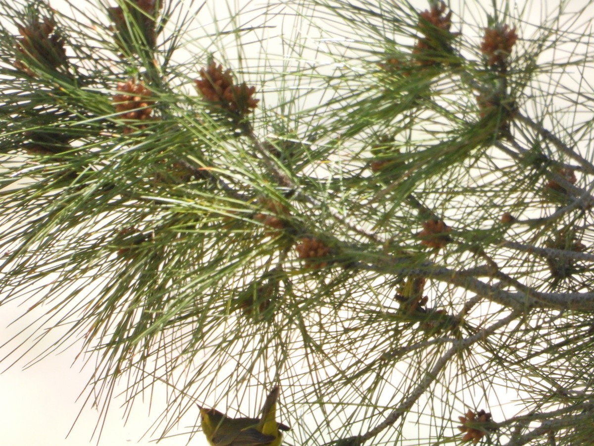 Wilson's Warbler - Bill Holland