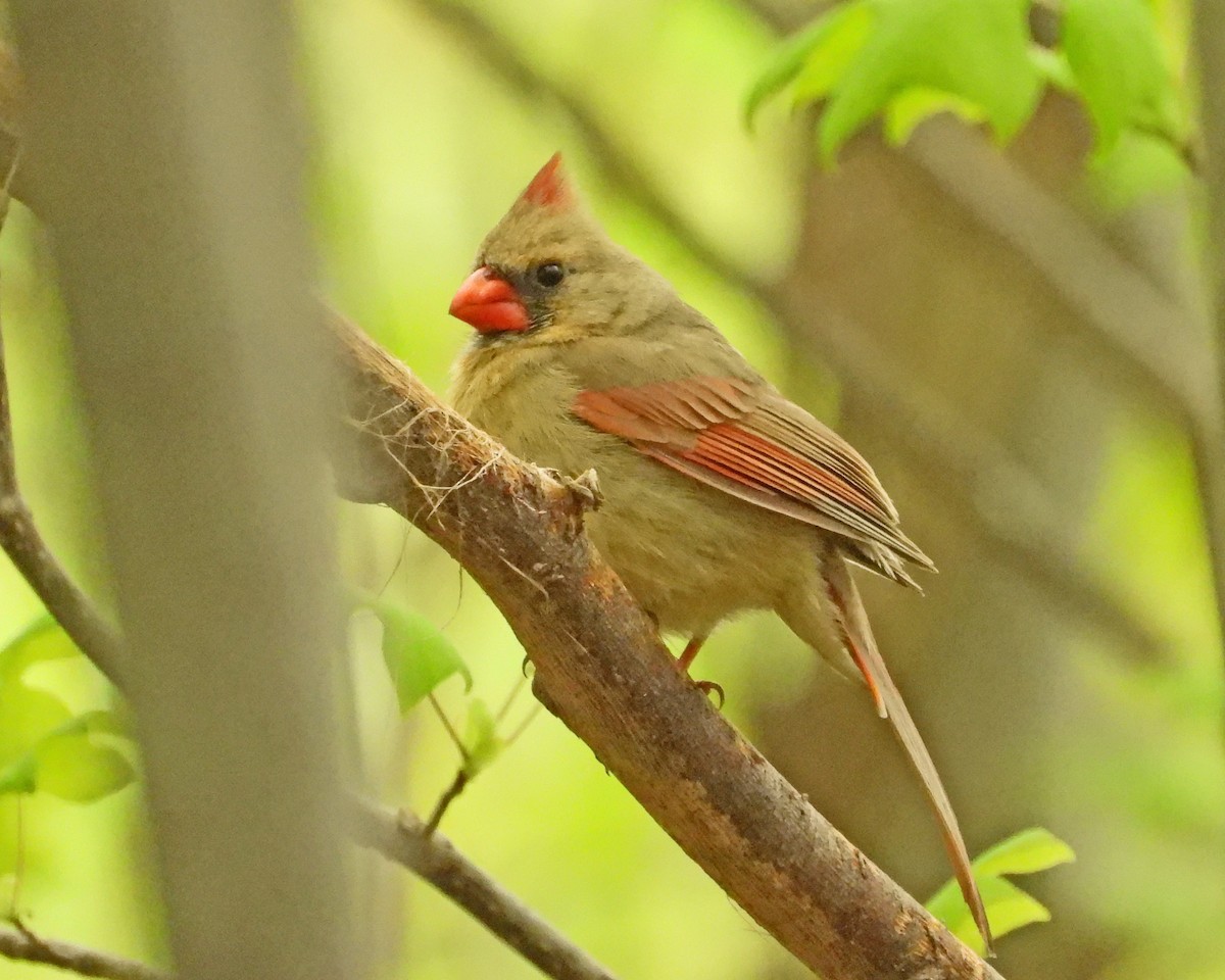 Northern Cardinal - ML618486942