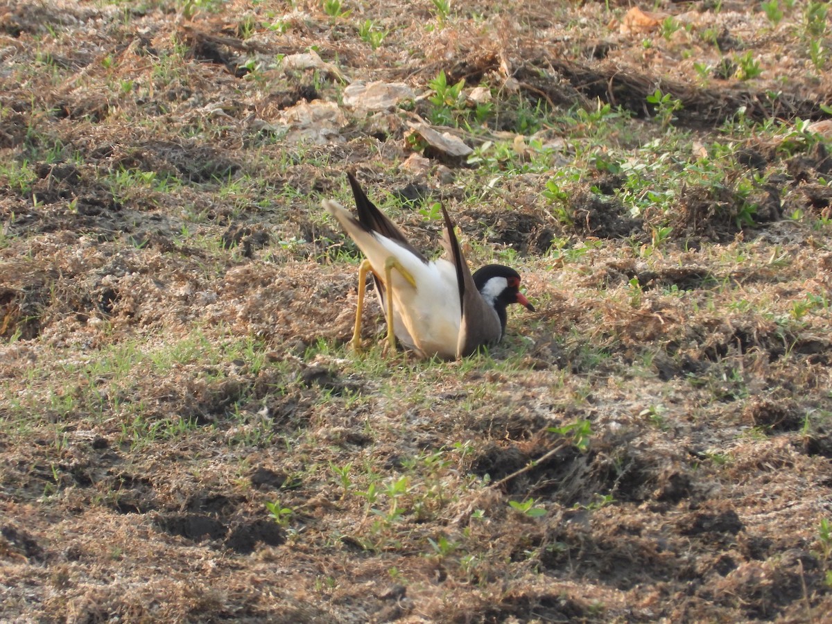 Red-wattled Lapwing - Lakshmikant Neve