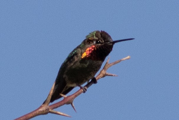 Anna's Hummingbird - Timothy Graves