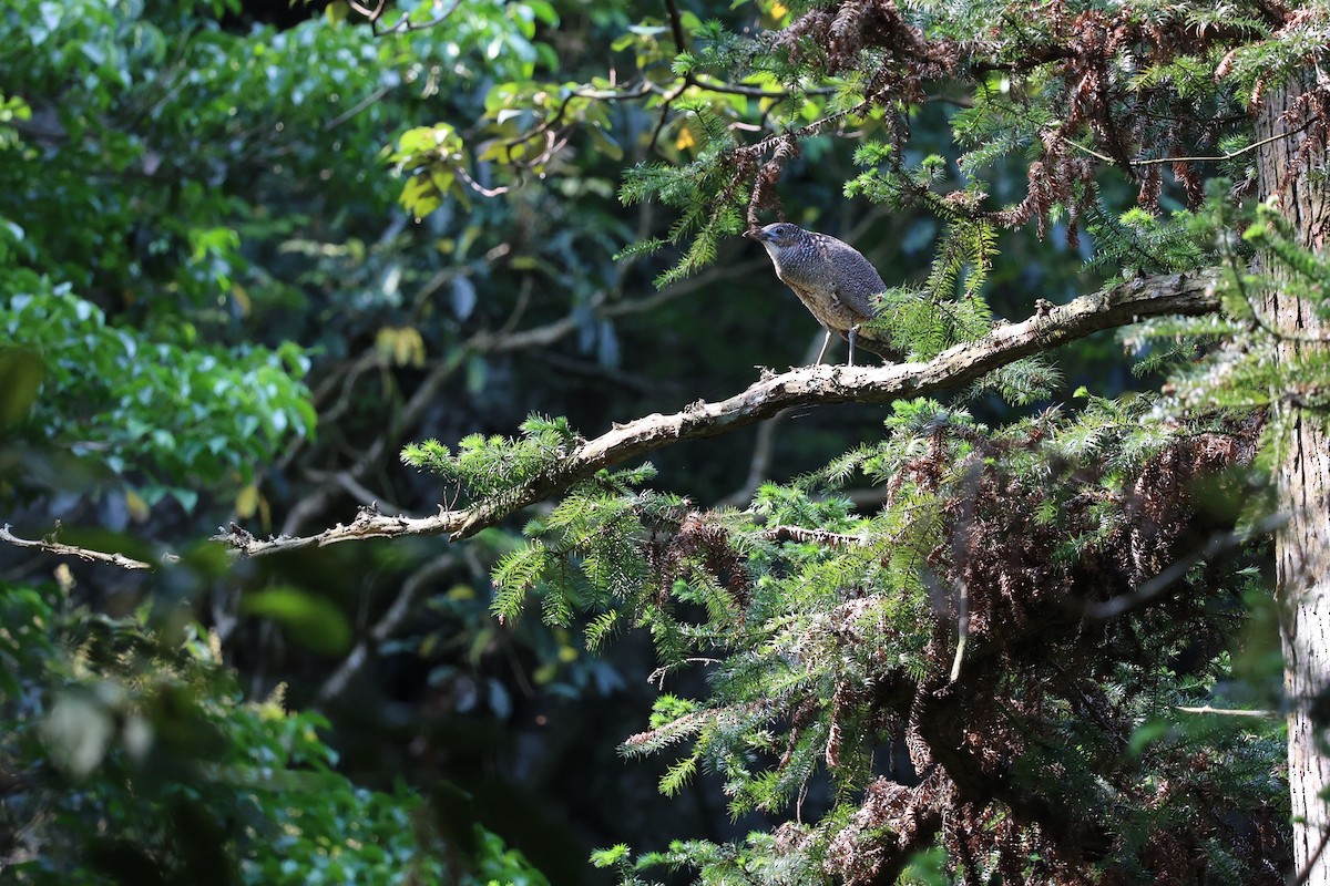 Malayan Night Heron - ML618486973