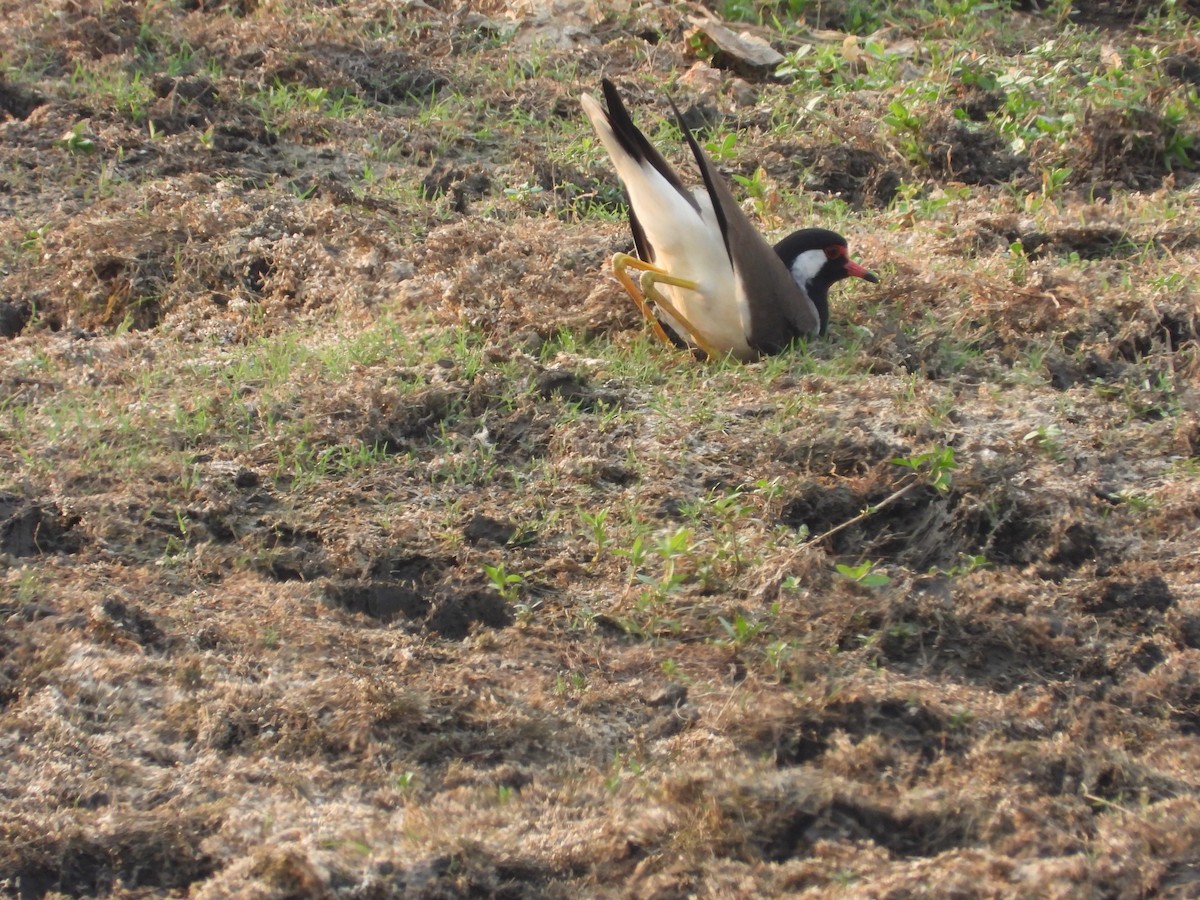 Red-wattled Lapwing - ML618486978