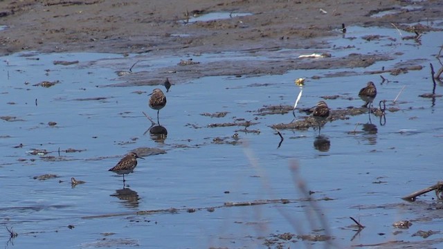 Green Sandpiper - ML618486984