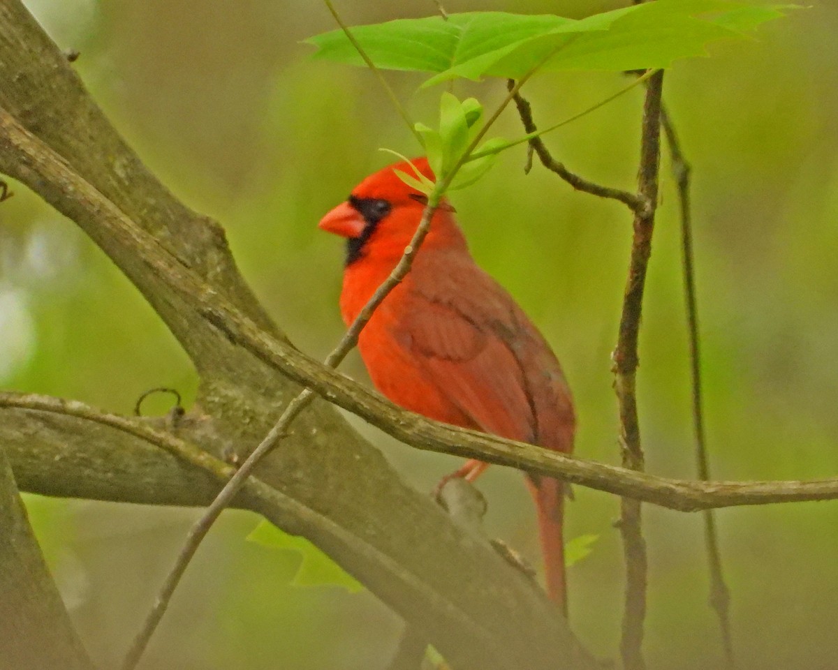 Northern Cardinal - ML618487009