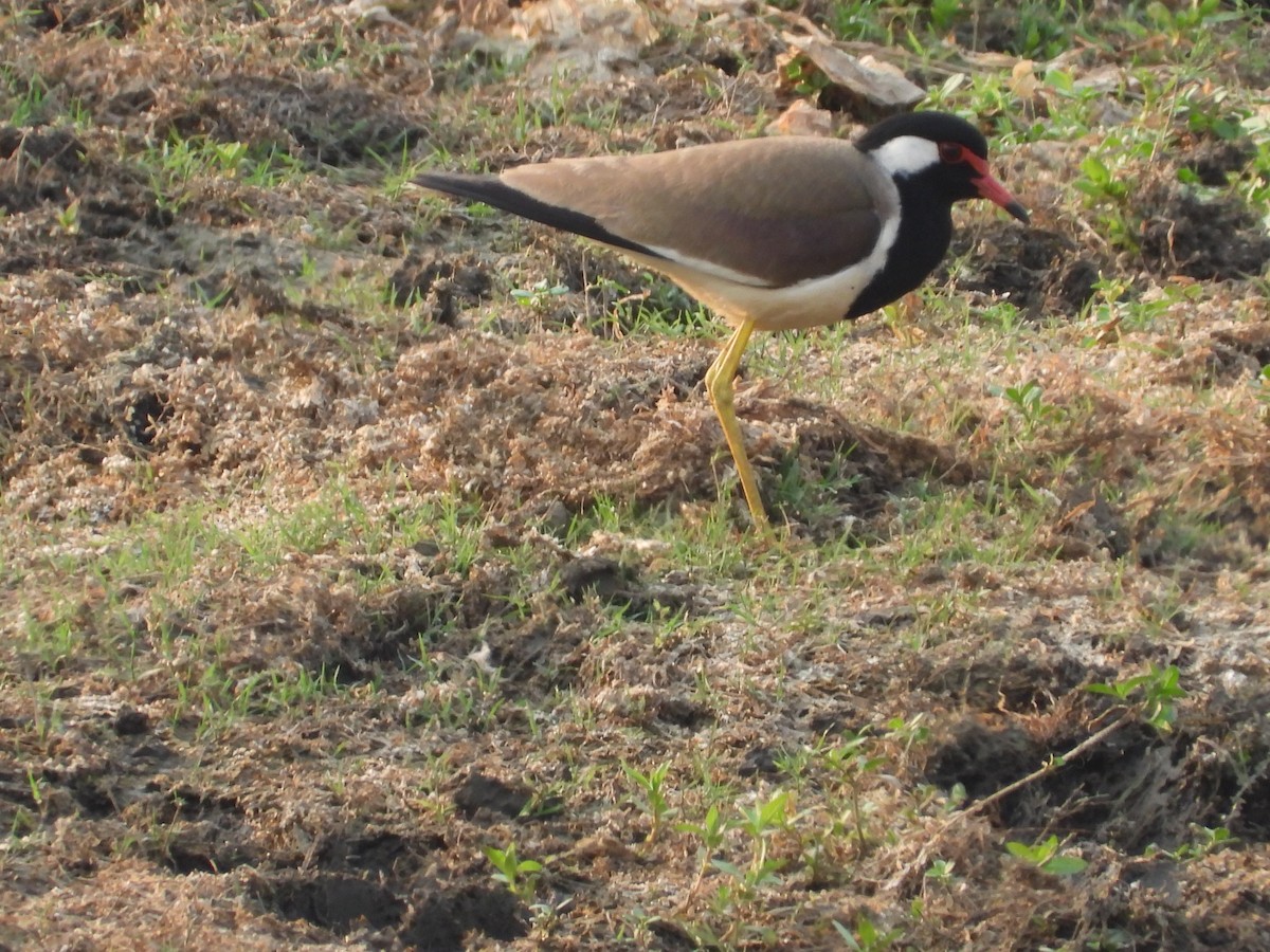 Red-wattled Lapwing - ML618487022