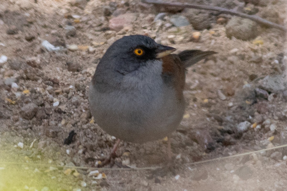 Yellow-eyed Junco - Timothy Graves