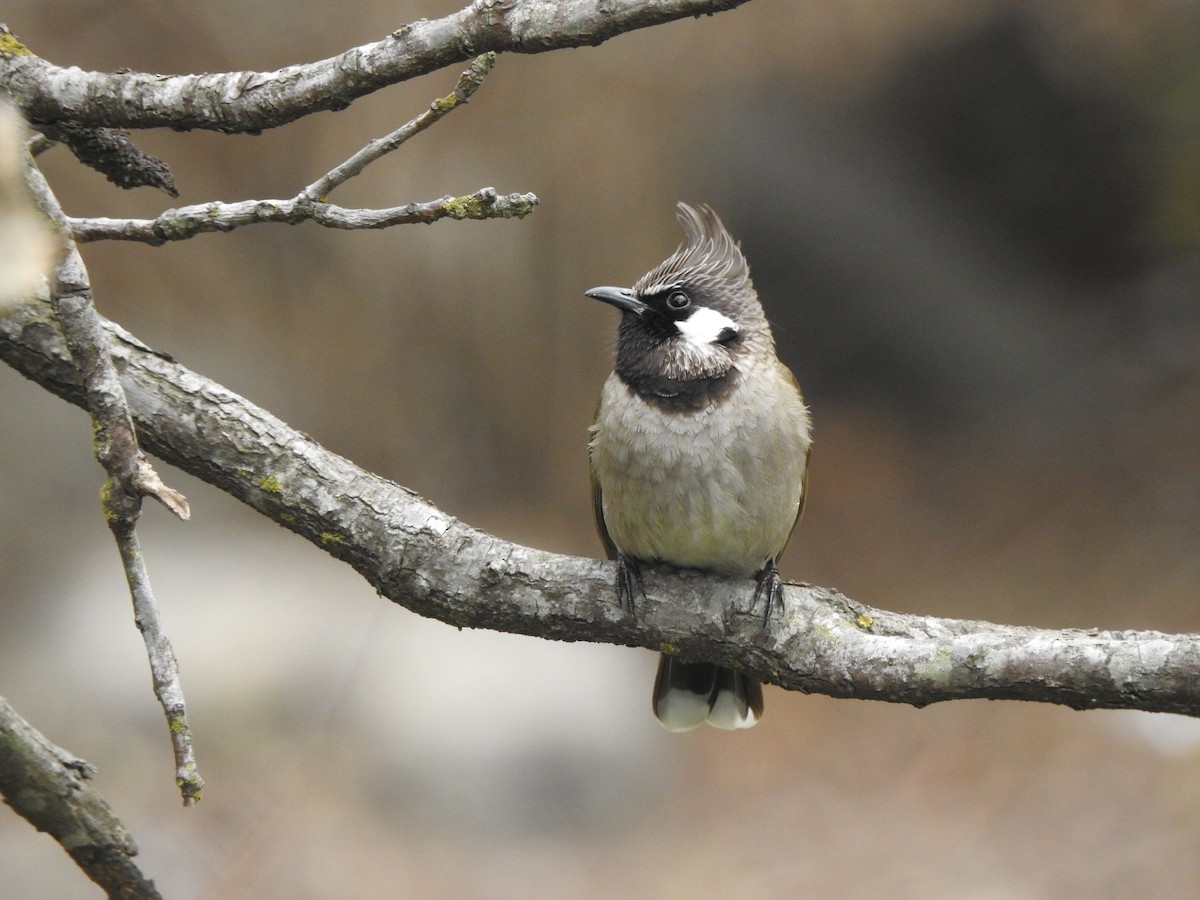 Himalayan Bulbul - Milind Ganatra