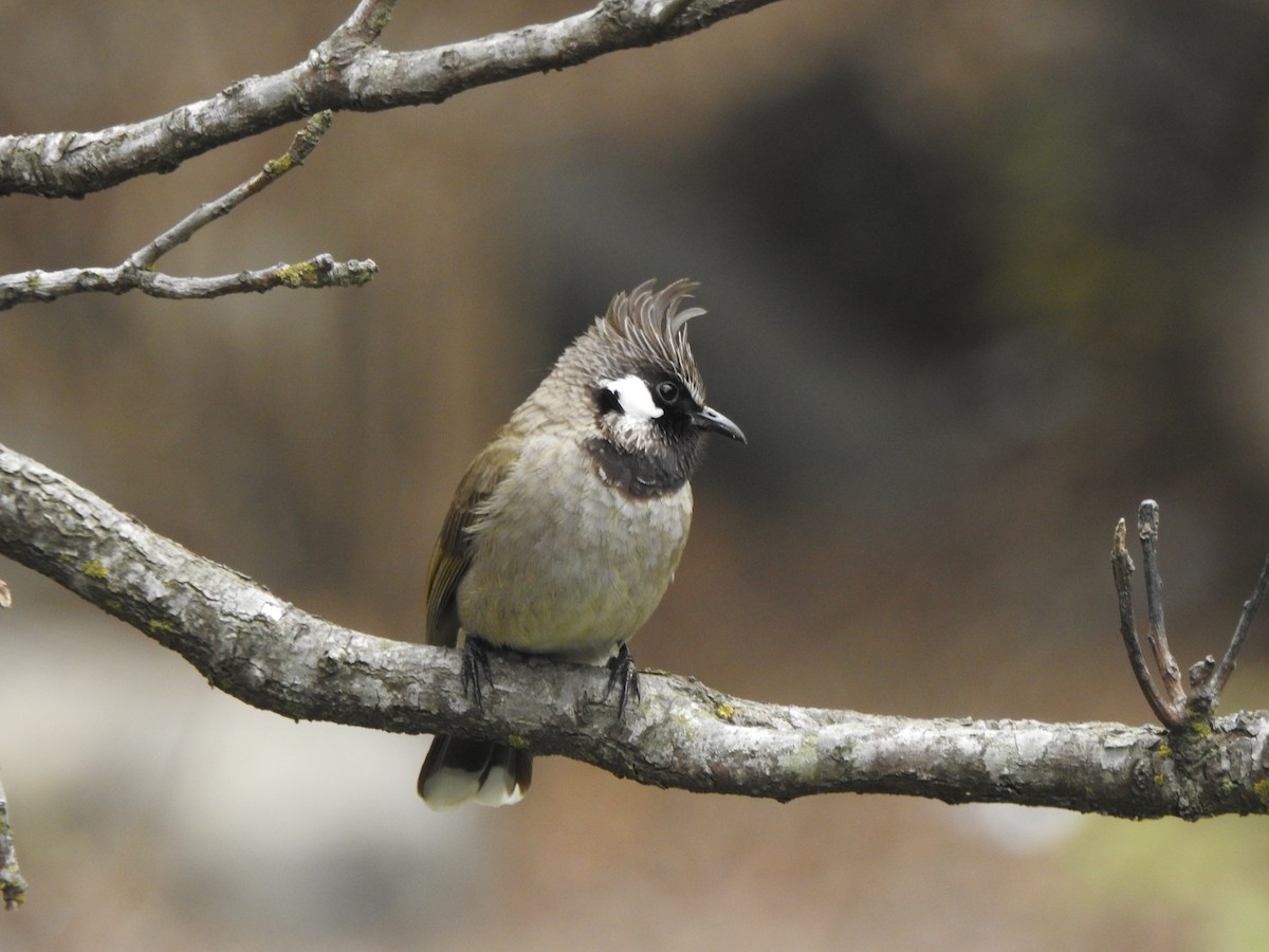 Himalayan Bulbul - ML618487038